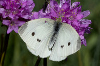 Pieris rapae-1088
