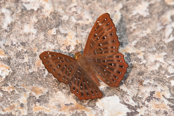 Zemeros flegyas allica -6518- Doi-Suthep - 10/03/23