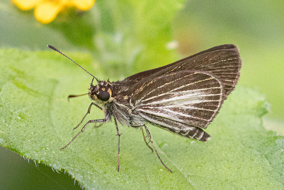 Callimormus radiola-5318