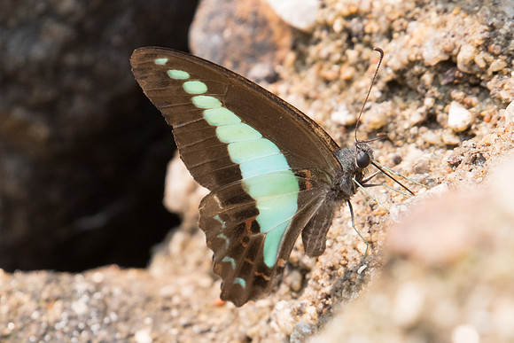 Graphium sarpedon-0419 - Doi Suthep - 7/03/23
