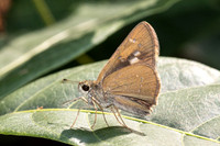 Polytremis lubricans-6004 - Doi-Suthep - 26/03/24