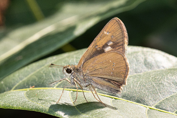 Polytremis lubricans-6004 - Doi-Suthep - 26/03/24