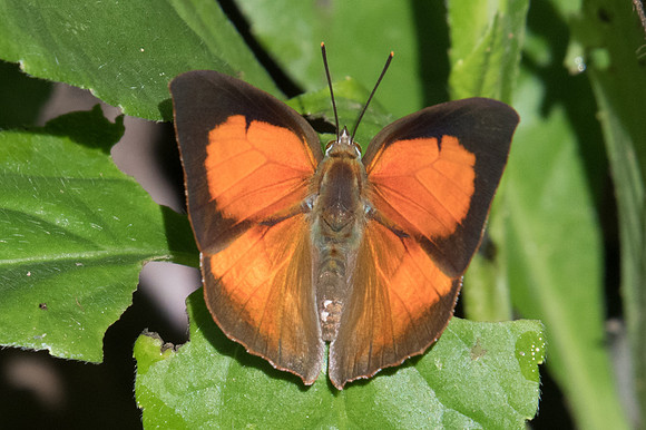 Curetis dentata dentata-2043 - Chiang Dao - 15/11/23
