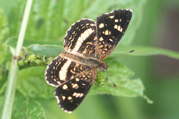 Anthanassa tulcis-1153