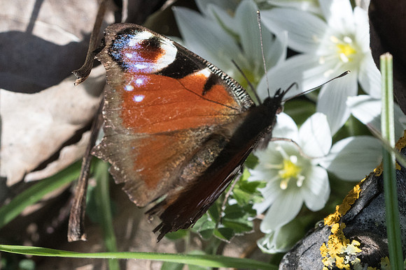 Aglais io-0684