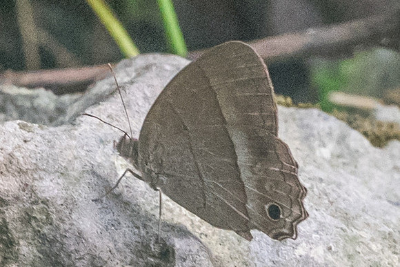 Cissia similis-1034