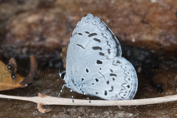 Celatoxia marginata-7037 Chiang Mai - 14/03/23
