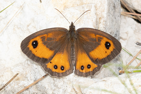 pyronia bathseba-8574 - Castellet - 4/06/25