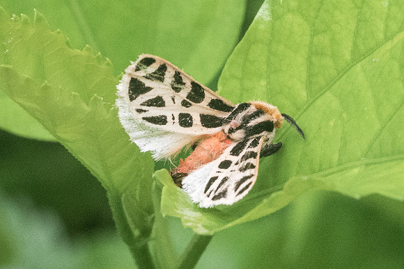 Notarctia proxima -1699