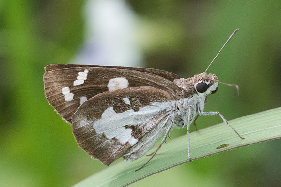 Udaspes folus-7841 - Koh Samui - 16/03/23