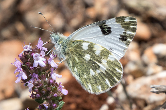 Pontia daplidice (Marbré-de-vert) - Cotignac - 20/04/19