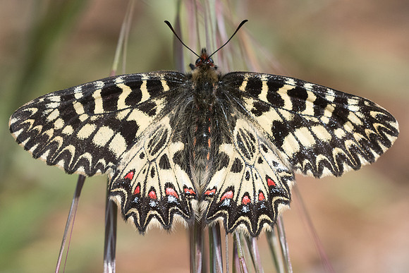 Zerynthia polyxena (Diane) - Ponteves - 20/04/19