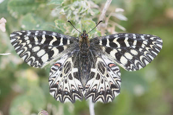 Zerynthia polyxena (Diane) -,Ponteves - 20/04/19