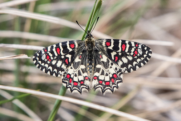 Zerynthia rumina (Proserpine) - Digne les bains - 19/04/19