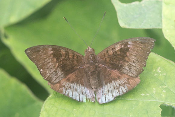 Euthalia monina-3814 - Krabi - 22/11/23