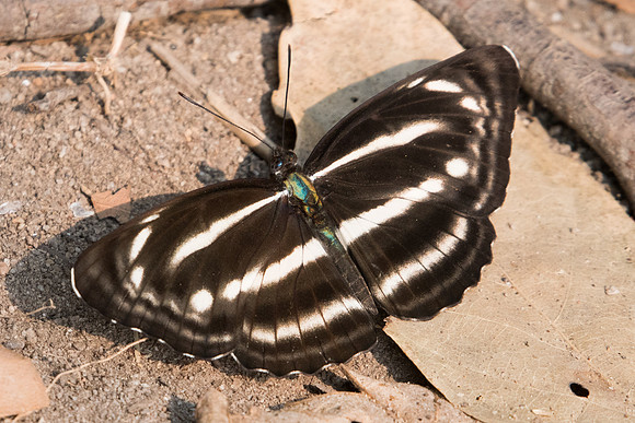 Neptis nashona aagaardi - 4924 - Doi Suthep - 9/03/23