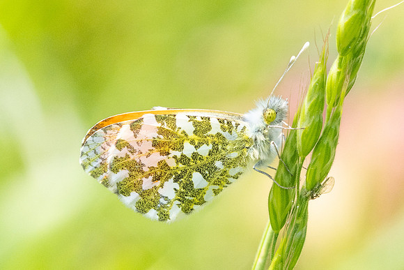 Anthocharis cardamines ♂ - 7325 - 8/05/24