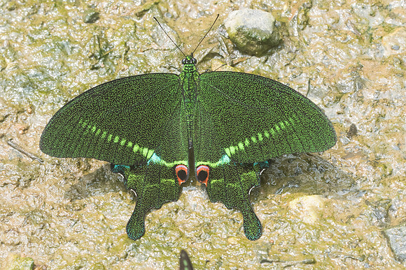 Papilio paris-1055 - Chiang Dao - 11/03/23