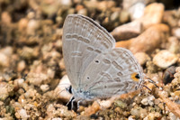 Catochrysops panormus exiguus