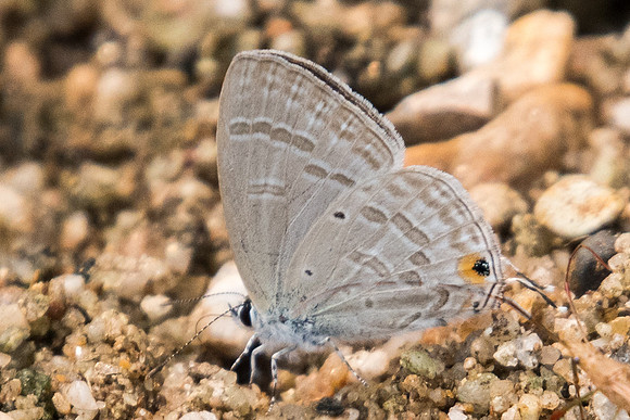 Catochrysops panormus exiguus-2249 - Chiang Dao - 11/03/23
