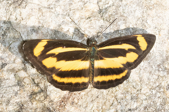 Neptis zaida-3589- Doi Inthanon - 23/03/25