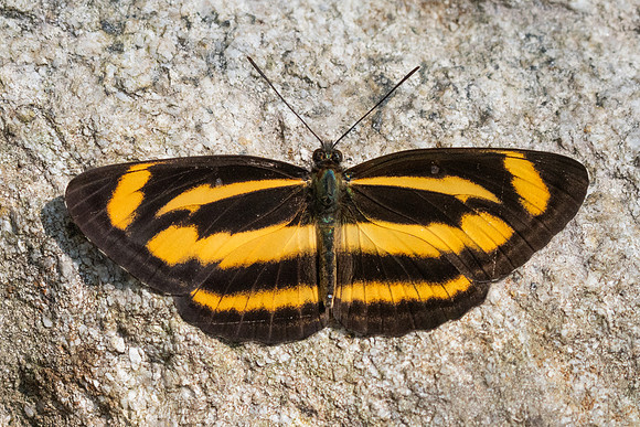 Neptis zaida-3603 - Doi Inthanon - 23/03/25