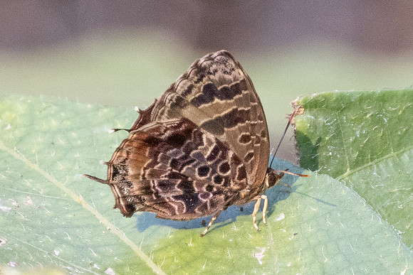 Flos abseus-6756 - Doi-Suthep - 28/03/24