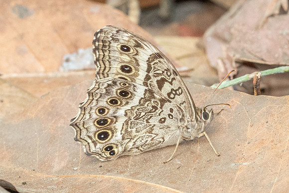 Neope muirheadi bhima-2015 - Chiang Dao - 18/03/24
