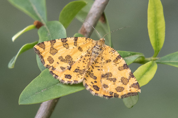 Pseudopanthera macularia - Fontainebleau