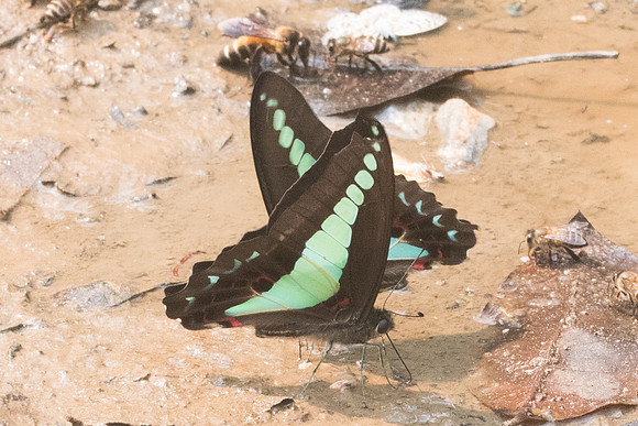 Graphium sarpedon sarpedon-9035 - Chiang Dao - 11/03/23