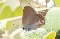 Satyrium esculi-7882