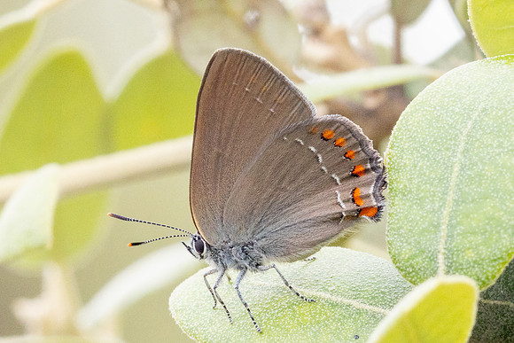 Satyrium esculi-7882