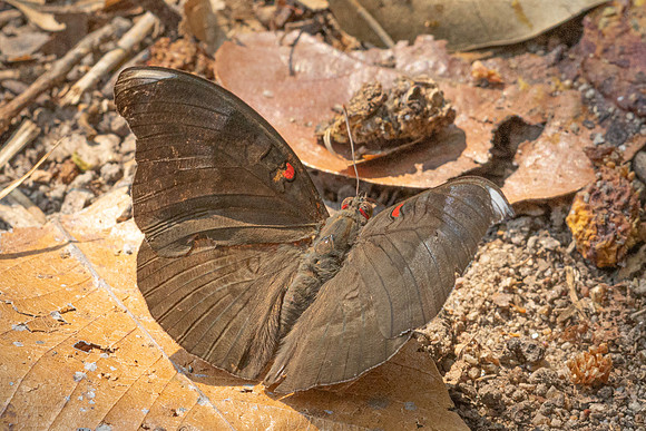 Euthalia evelina-6924 - Doi - Suthep - 28/03/24