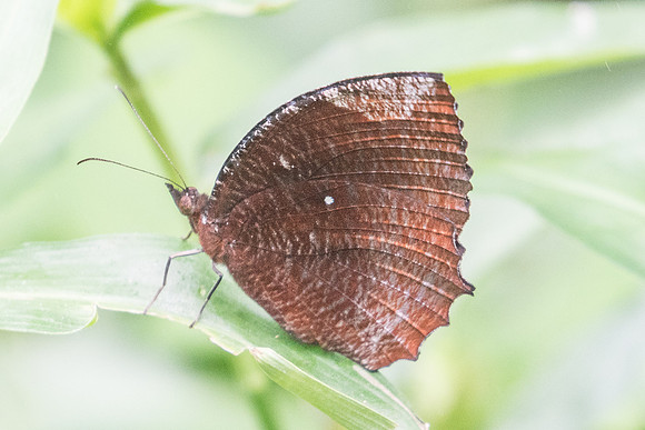 Elymnias hypemnestra tinctoria-0740 Koh Samui 18/03/23