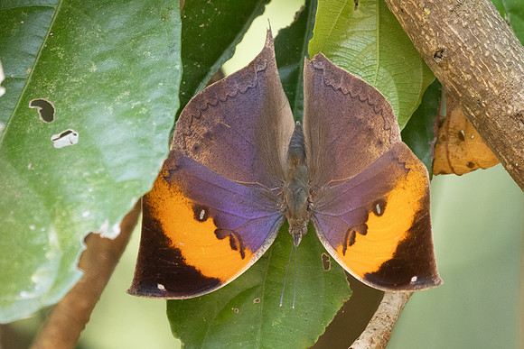 Kallima inachus-3814