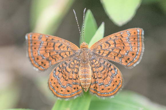 Calephelis sp-1477