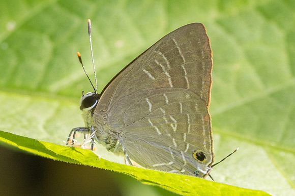 Deudorix epijarbas epijarbas-5370 - Doi Inthanon - 24/03/24