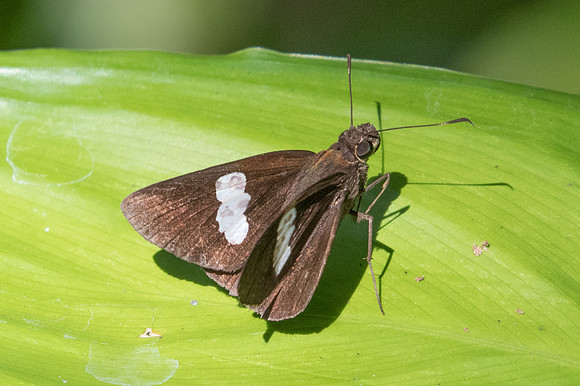 Notocrypta paralysos-1964 - Chiang Dao - 15/11/23