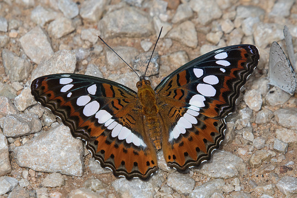 Moduza procris-8175 - Chiang Dao - 14/11/23