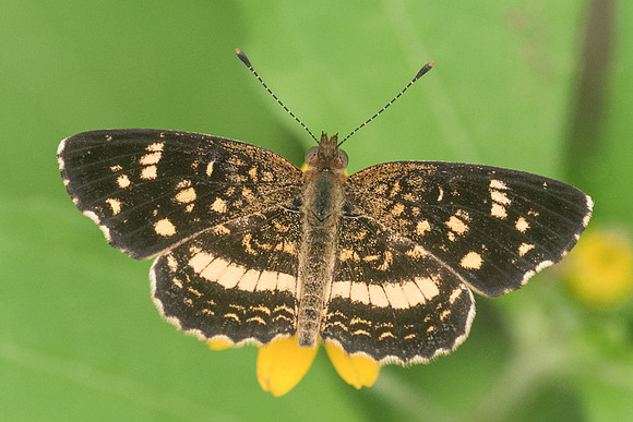 Phyciodes tulcis-1175