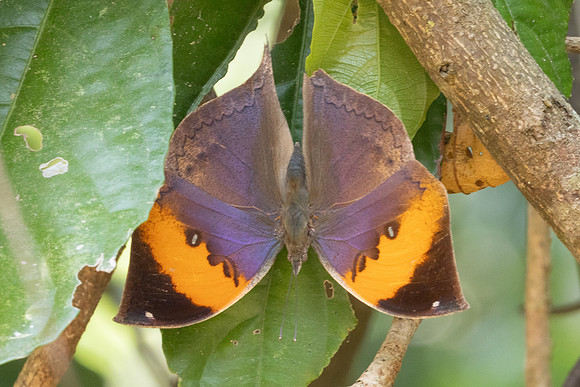 Kallima inachus-3812