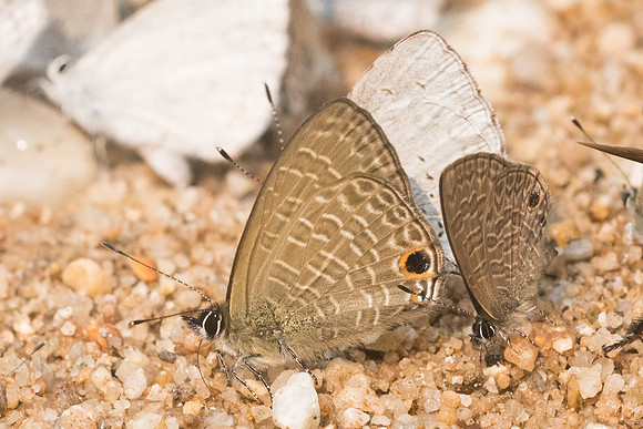 Nacaduba beroe id -8643- Chiang Dao  - 11/03/23