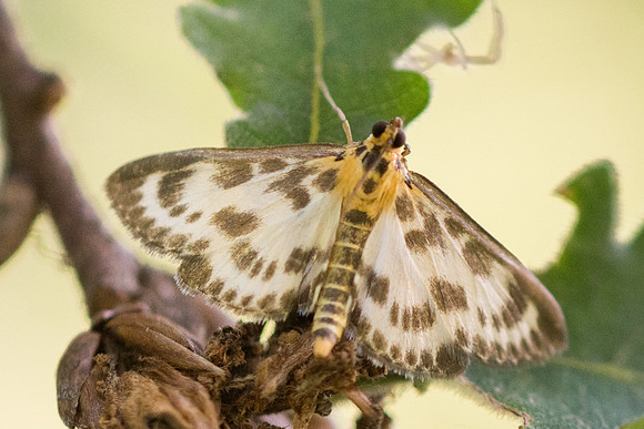Anania hortulata_Frayssinet-le-Gélat 9765