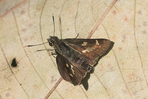 Thoressa masoni-1421 - Chiang Dao - 16/11/23