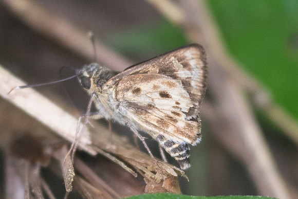 Thoressa masoni-1417 - Chiang Dao - 16/11/23