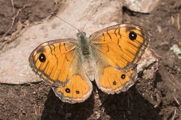 Lasiommata paramegaera-9022 - Corse - 17/06/23