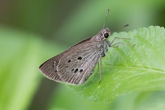 Suastus gremius-6709 - Krabi - 26/11/23