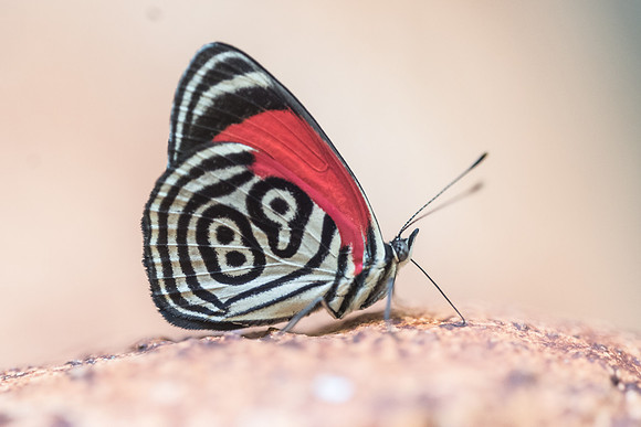 Diaethria clymena marchalii