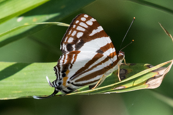 Dodona deodata-0816  - Doi- Suthep - 18/11/23