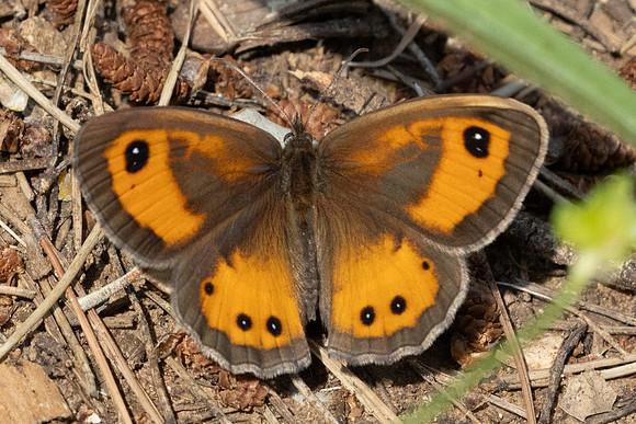 Pyronia bathseba-7721 - St Mandrier sur mer - 1/06/25